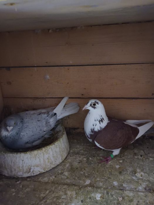 Porumbei meulemans trenton