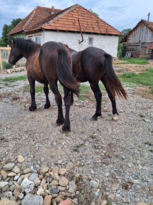 Vand doi manzii.