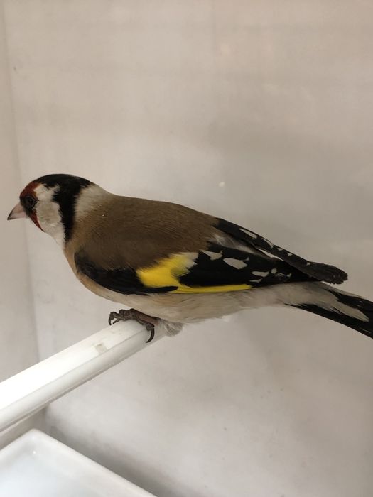 Щегол Зимник самец