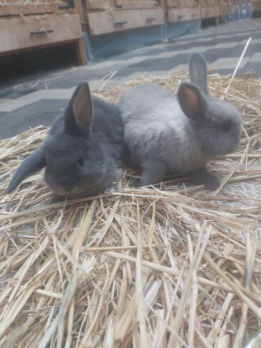 Продаются кролики крольчата куен болалари