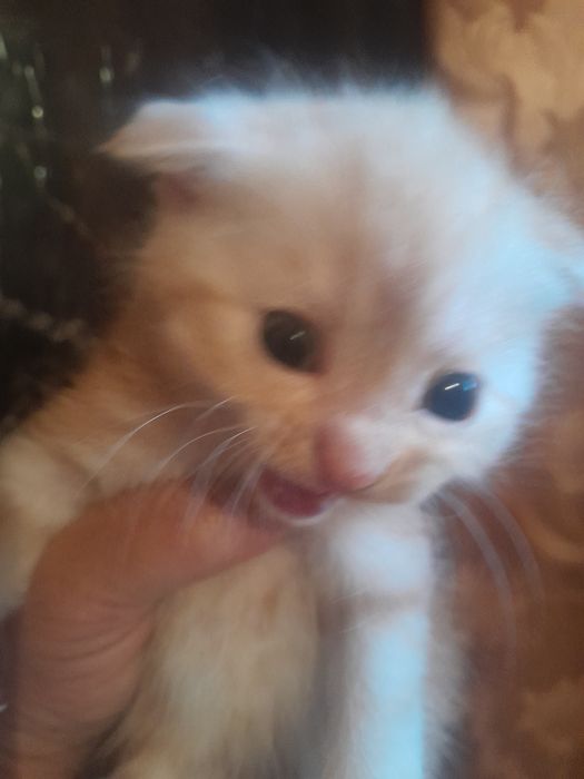 Одам котят в хорошие руки