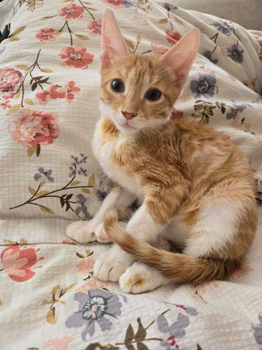 В добрые руки кошки