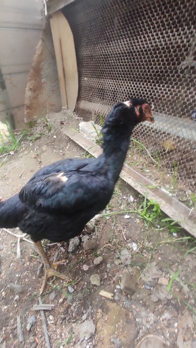 Kulangi tovu sotiladi