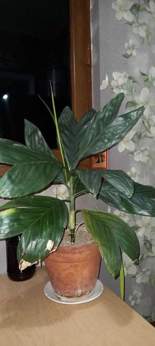 Продам пальму Хамедорея Эрнеста-Августа