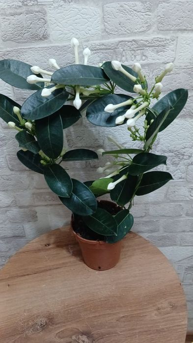 Цветы домашние . Комнатные цветы