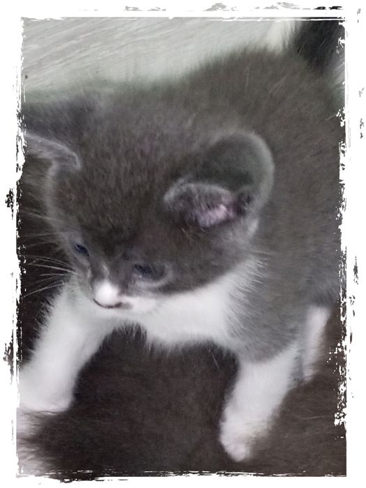 Продам котят! Симпотяшки очень игривые, есть платная доставка!