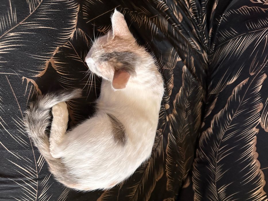 Кошка в добрые руки