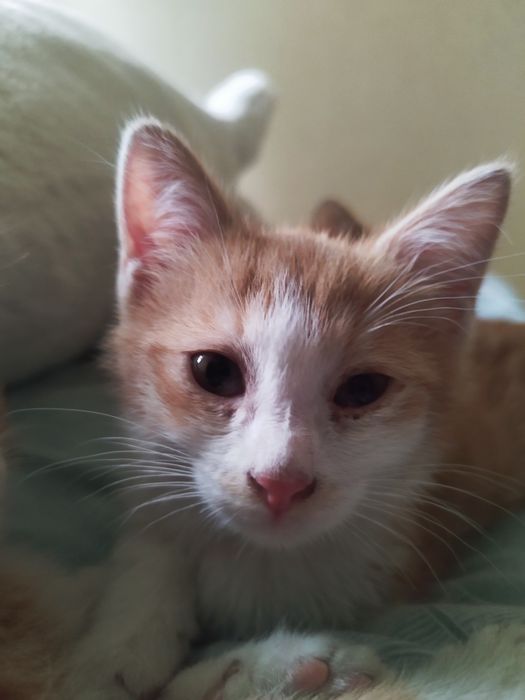 Отдаю котят, очень хорошие и милые