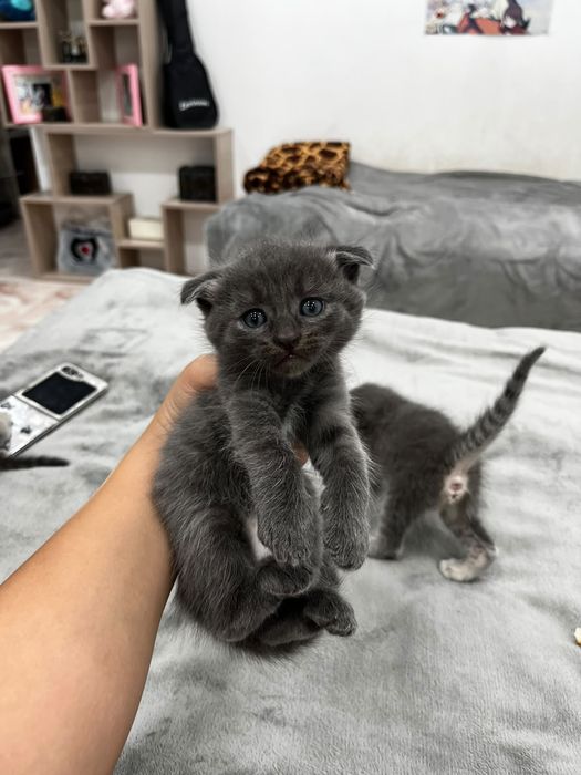 Отдам котят в хорошие руки