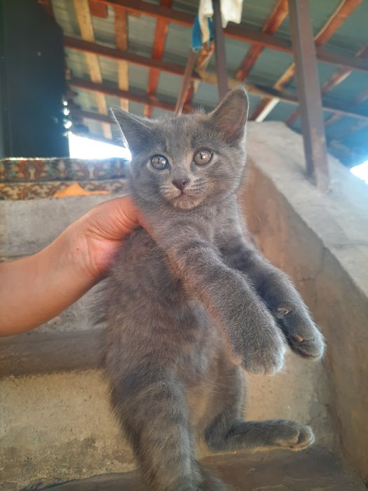 Отдадим котят в добрые руки