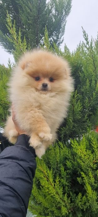 Померан померанче