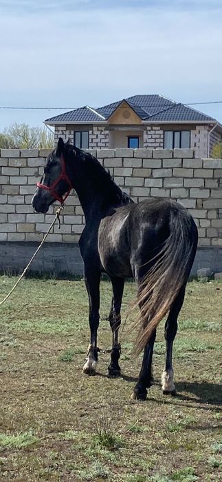 ПолукровЖылкыго04