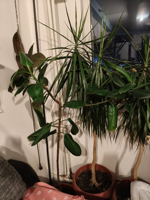 Vand ficusi plante mari