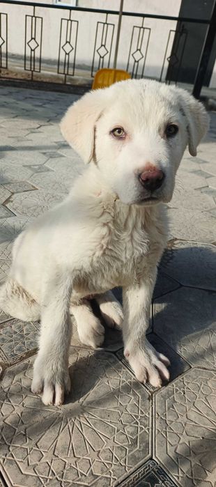 Қойтобет қазақы чистокровныё кабель