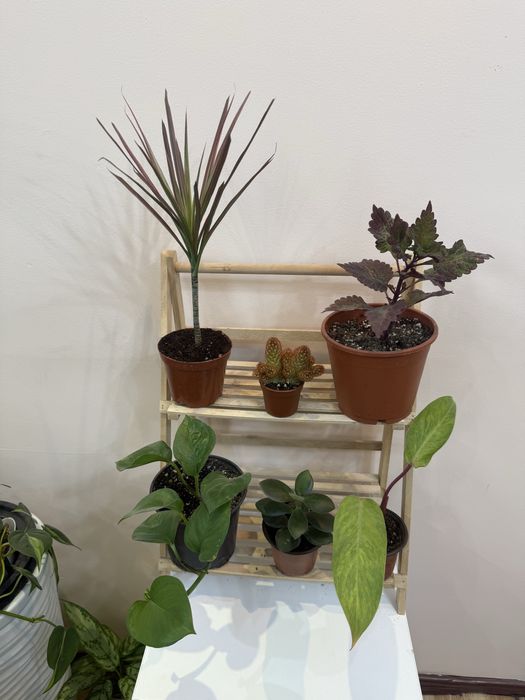 Набор из 6 отростков