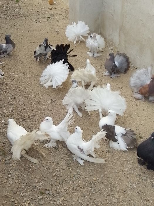 Porumbei voltați indieni