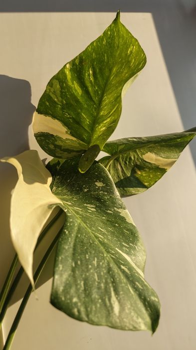 Монстер Альба и Тайское созвездие