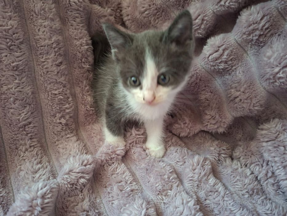 Котята крысоловы