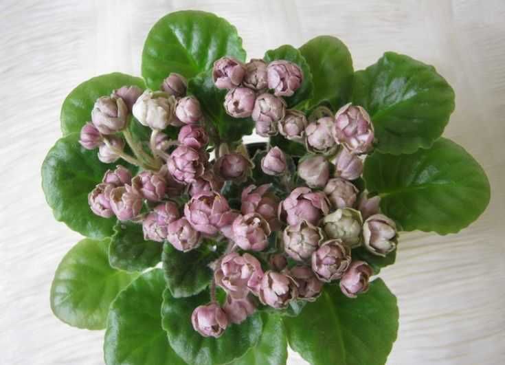 Фиалки (стартёры)