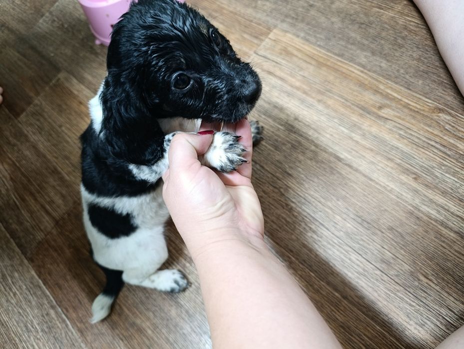 Отдам щенят в хорошие руки