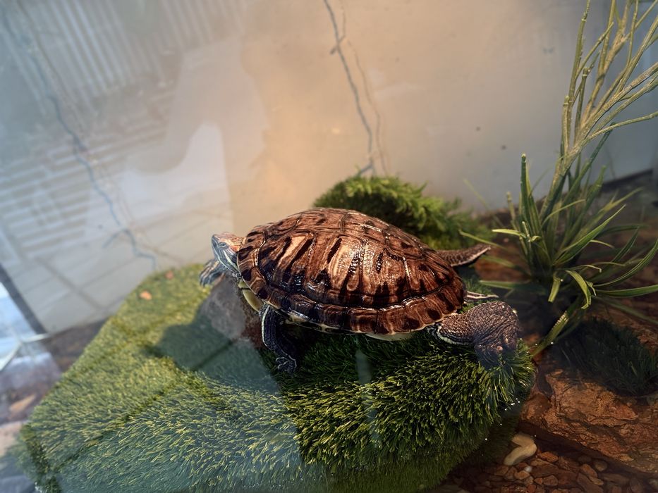 Морская красноухая черепаха