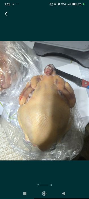 Куры домашние жирные