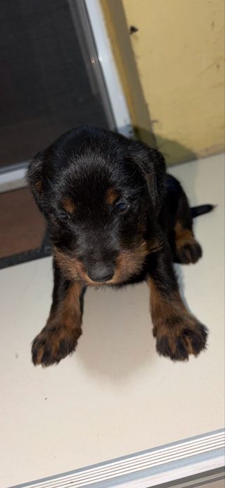 Mascul jagd terrier JagdTerrier