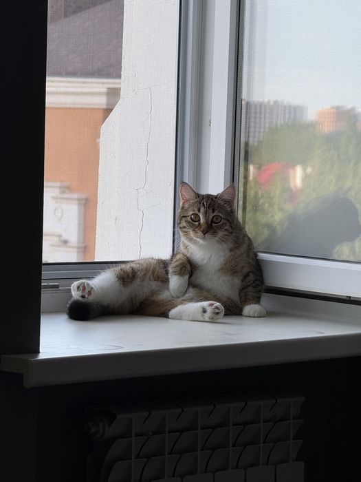Отдам кошку в добрве руки