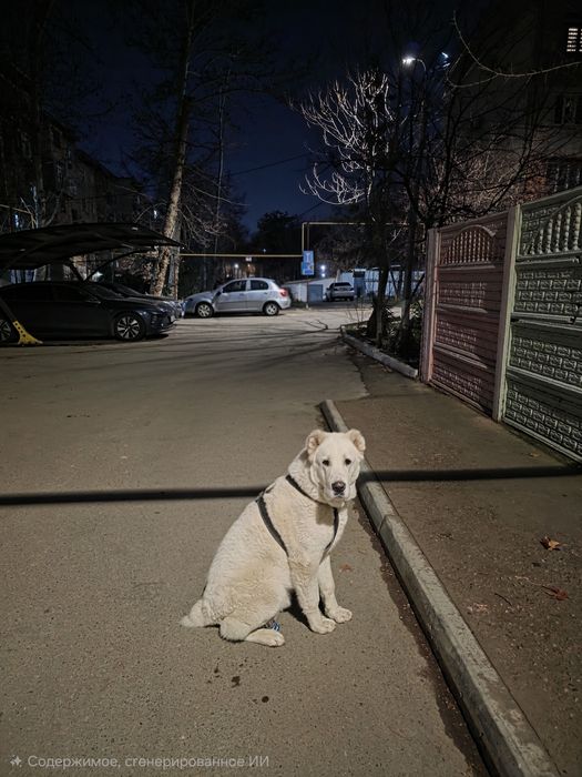 Туркменский Алабай