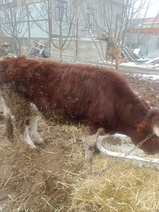 Бұқалар бордақы 3шт Кызылорда