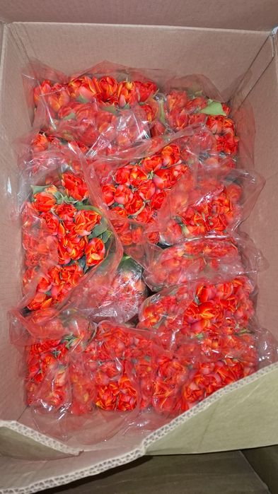 Тюльпан оптом Беларусь