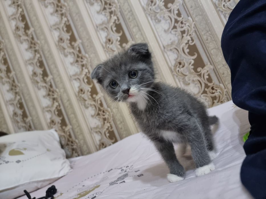 Выслоухий котенок