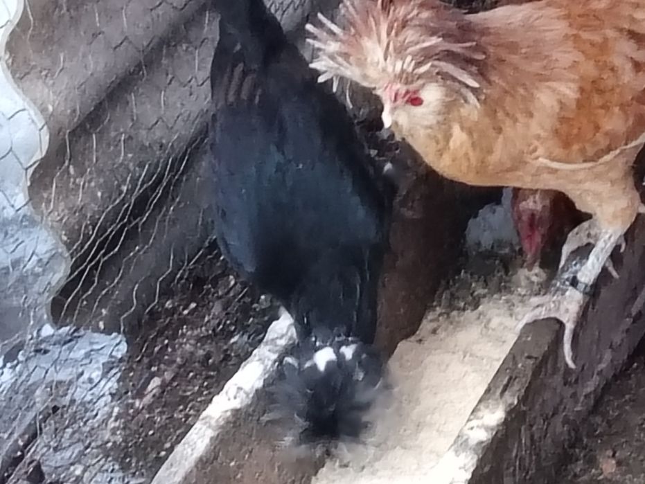 Vînd o pereche de puicuțe olandeze