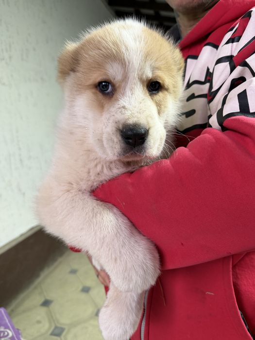 Щенки алабайчики