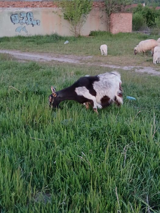 Capră bună. de lapte