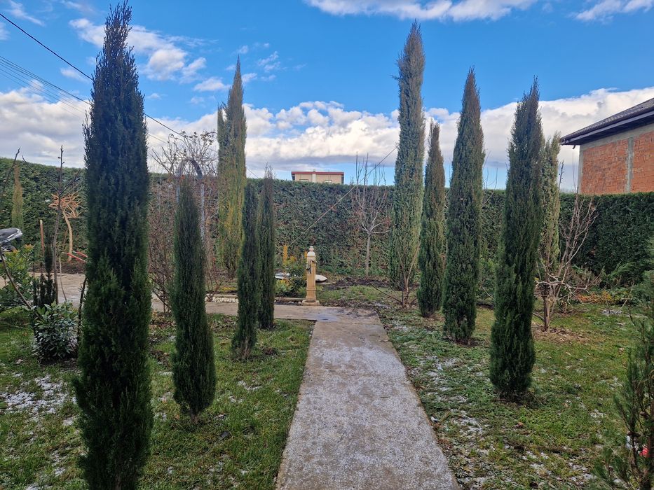 Vând cipressi toscani aduși din Italia