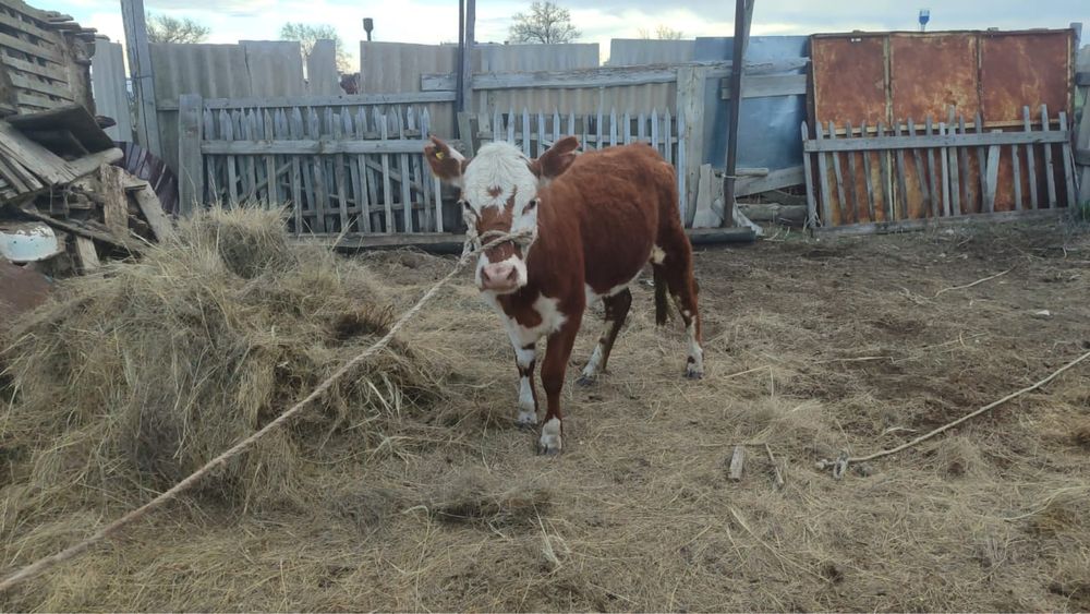 Екі кашар сатылады срочно 930мын