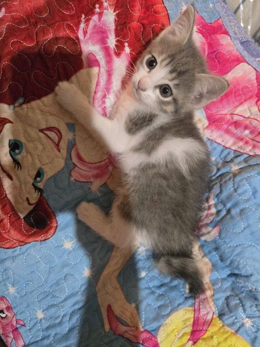 Отдам котят в добрые руки