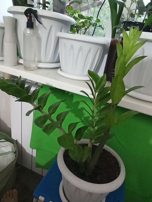 Продаю долларовое дерево за 10000тг