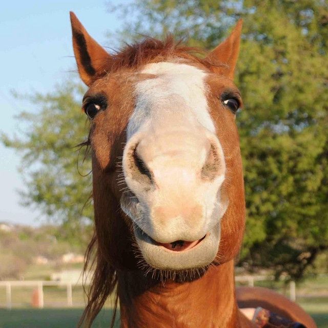 Плющелка вальцовая зерна на 380в