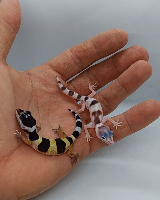 Gecko leopard mai multe culori