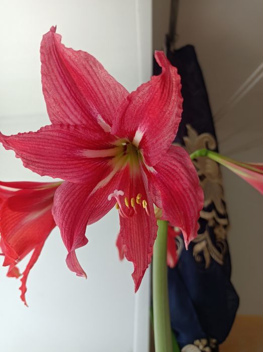 Продам цветущий гиппеаструм