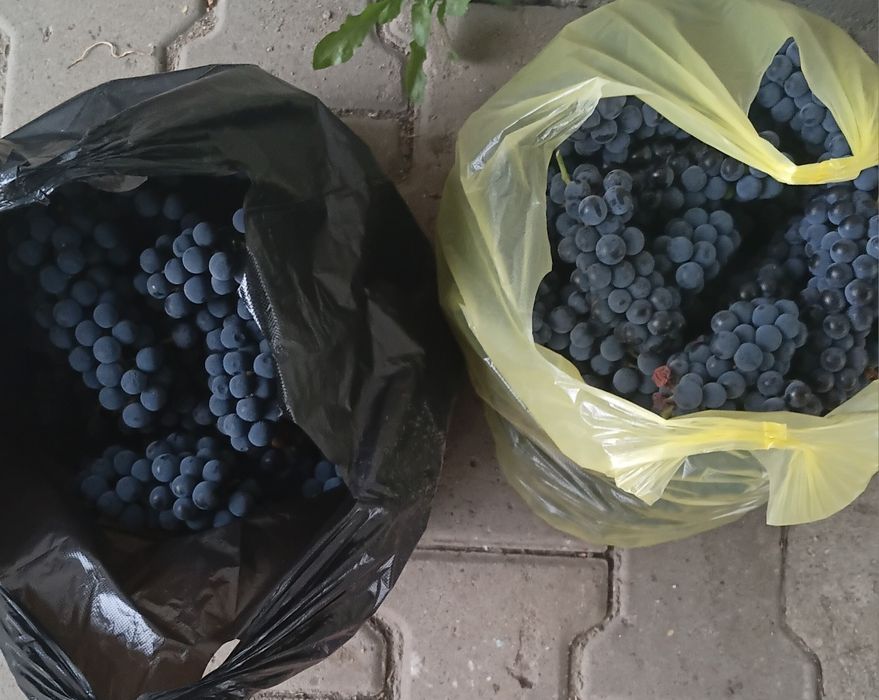 Продам виноград изабелла