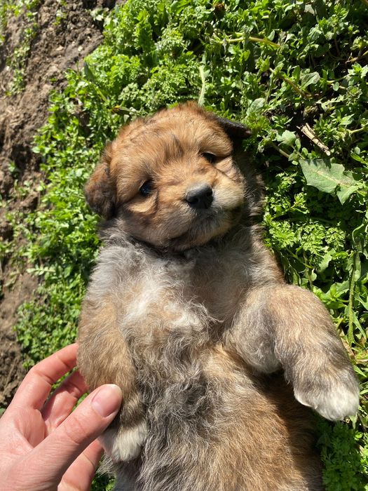 Donez căței talie medie