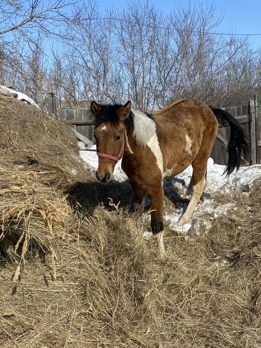 Продам жеребчика