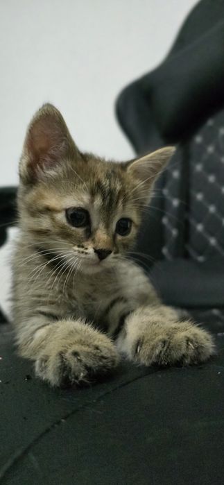 Котёнок, девочка, 3 мес