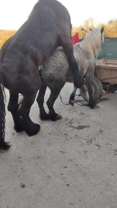 Eapă de 5 ani 8,9 sute kg  a făta mai are o lună