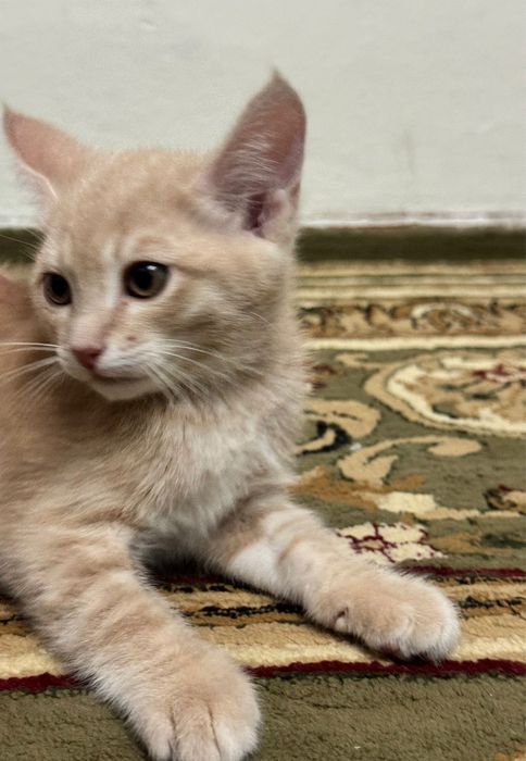 А!Прелестные котик!