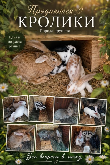 Кролики, крольчата,кролы