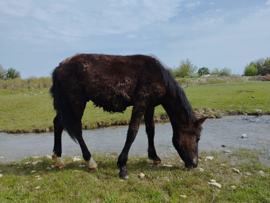 Еркек тай сатылады